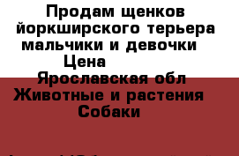 Продам щенков йоркширского терьера мальчики и девочки › Цена ­ 8 000 - Ярославская обл. Животные и растения » Собаки   